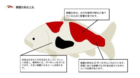 錦鯉魚|錦鯉とは？